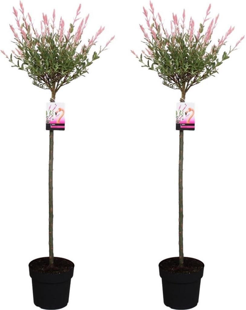 Salex Hakura Nishiki, Tuin en Terras, Planten | Bomen, Zomer, Ophalen, Volle zon, In pot