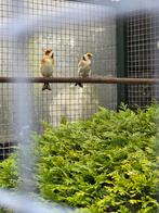 Te koop  puttes, Meerdere dieren, Wildzangvogel, Geringd