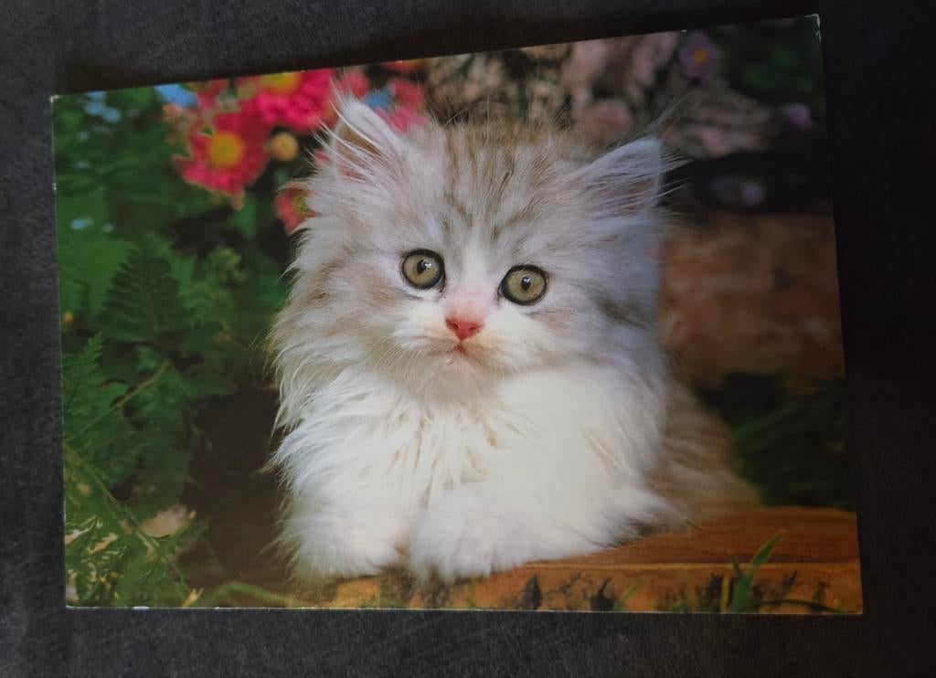 Pluizige kitten - ANSICHTKAART, Verzenden, Gelopen, Hond of Kat