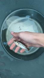 Large mouth bass (forel baars), Vis