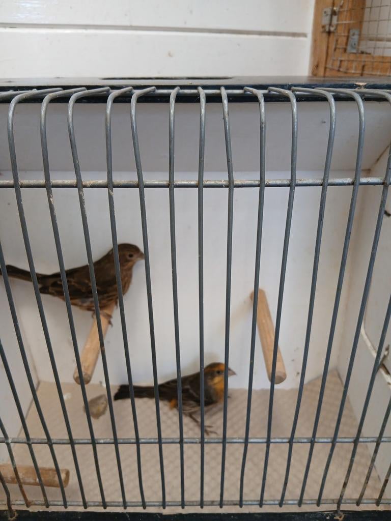 Te koop  koppel mexicanse roodmus, Dieren en Toebehoren, Vogels | Overige Vogels, Meerdere dieren, Geringd