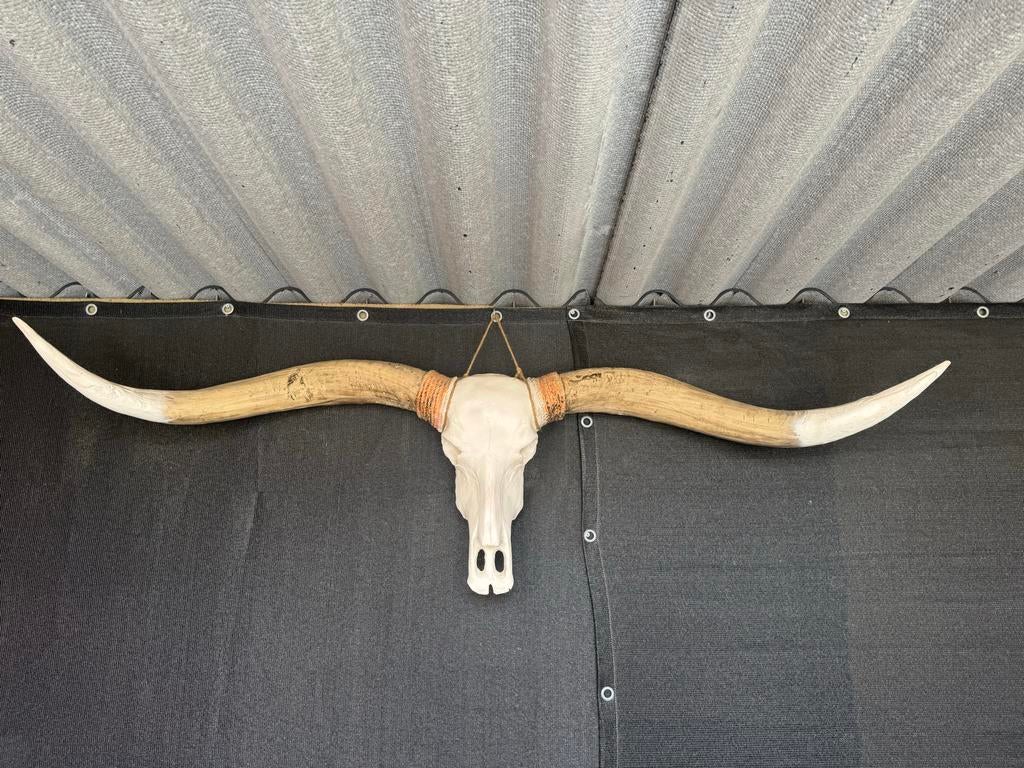 Imitatie longhoorn schedel 170 cm, Huis en Inrichting, Ophalen, Gebruikt, Meerkleurig, Kunststof