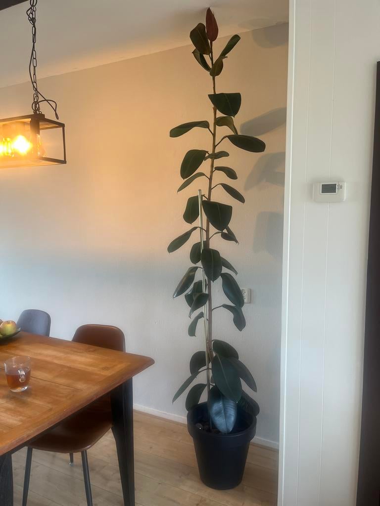 Ficus Elastica (Rubberboom) 230 cm met antraciet pot, Ophalen, Bloeit niet, Overige soorten, Halfschaduw
