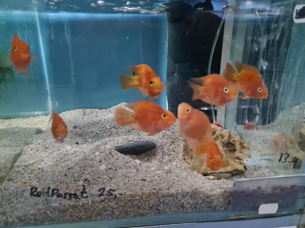 Red Parrot, Papegaai Cichliden