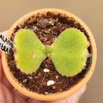 Kalanchoe Tetraphylla, Huis en Inrichting, Kamerplanten, Verzenden, Vetplant, Halfschaduw, Minder dan 100 cm