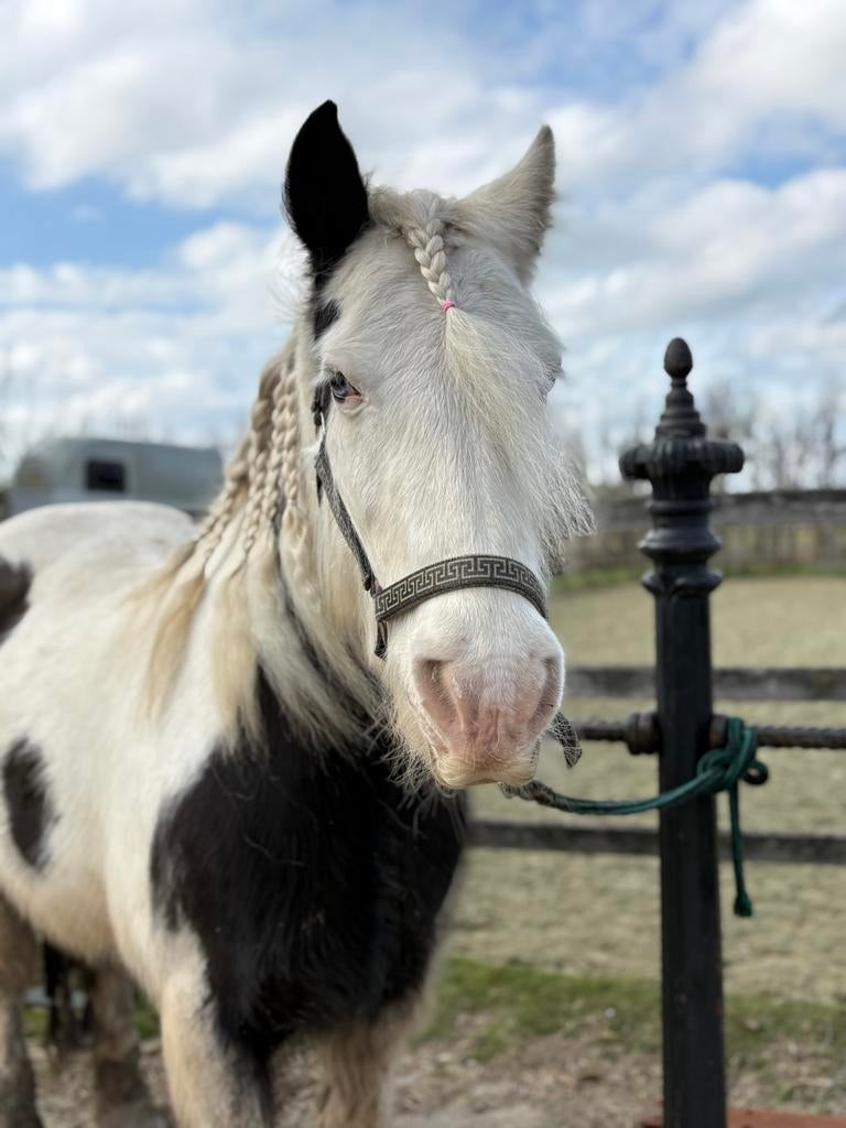 Verzorgster gezocht, Dieren en Toebehoren, Stalling en Weidegang