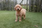 Prachtige medium Labradoodle pups, met stamboom, Parvo, België, Overige rassen, 8 tot 15 weken
