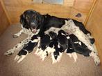 Friese Stabij puppy's, Overige rassen, 8 tot 15 weken, Meerdere, Meerdere dieren