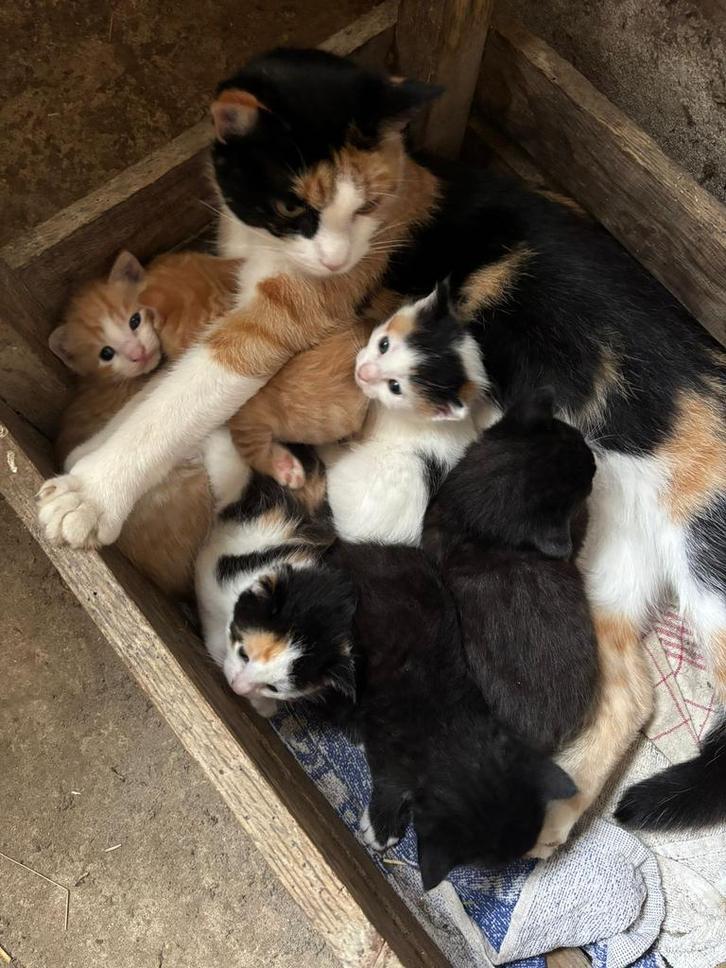 Lieve kittens te koop, nog 1 rode kater beschikbaar, Dieren en Toebehoren, Katten en Kittens | Overige Katten, Meerdere dieren