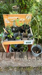 Planten-ruil-kastje: kom gezellig planten ruilen, Ophalen, Vaste plant