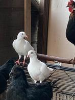 Witte duiven van vorig jaar en dit jaar., Dieren en Toebehoren, Vogels | Duiven, Meerdere dieren