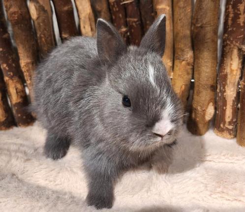 Konijntjes super lief en super tam., Dieren en Toebehoren, Konijnen, Dwerg, Meerdere dieren