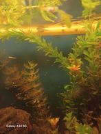 Jonge koi guppen, Dieren en Toebehoren, Vissen | Aquariumvissen, Vis