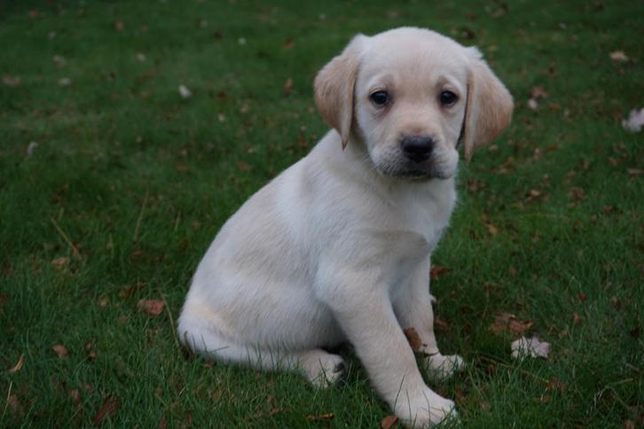 Golden Retriever x Labrador pups, Dieren en Toebehoren, Honden | Retrievers, Spaniëls en Waterhonden, Meerdere dieren, Golden retriever