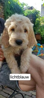 Goldendoodle pups, Dieren en Toebehoren, Honden | Retrievers, Spaniëls en Waterhonden, Overige rassen, CDV (hondenziekte), 8 tot 15 weken