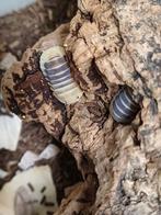 Cubaris sp 'Jupiter', Overige soorten