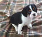 Cavalier King Charles Spaniel.  .   .   .   .   . (outcross), Nederland, Overige rassen, CDV (hondenziekte), 8 tot 15 weken
