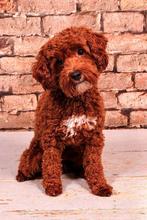 Mini australian labradoodle dekreu met stamboom, 1 tot 2 jaar, Reu, Nederland, Eén hond