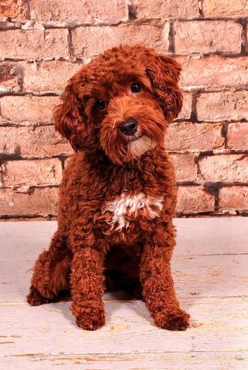 Mini australian labradoodle dekreu met stamboom  beschikbaar voor biedingen