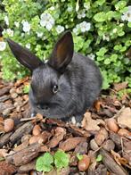 3 lieve tamme dwergkonijntjes 10 weken, Dieren en Toebehoren, Konijnen, Vrouwelijk, Dwerg