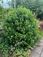 Prachtige Viburnum die in de winter bloeit, Ophalen, Overige soorten, Struik