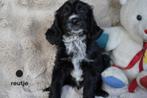 Kr. spaniel - labradoodle pups, medium., Nederland, Overige rassen, 8 tot 15 weken, CDV (hondenziekte)