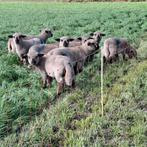 8 hampshire down lammeren, Dieren en Toebehoren, Meerdere dieren, Schaap