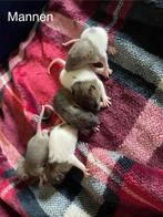 Lieve tamme rittens, Meerdere dieren, Rat, Na 1 juli 2024, Tam
