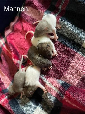Lieve tamme rittens beschikbaar voor biedingen