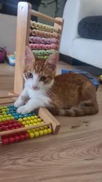 Op zoek naar zijn nieuwe baasje, zie info, Dieren en Toebehoren, Katten en Kittens | Overige Katten, Kater, Kortharig, 0 tot 2 jaar