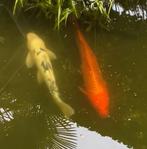 2 Koi vissen gratis af te halen, Dieren en Toebehoren, Vissen | Vijvervissen, Karper of Koi