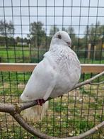 Kogelvis zoekt een huisje! (Sierduif), Vrouwelijk, Postduif