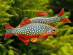 Rasbora margaritatus - Rasbora danio galaxy, Vis, Zoetwatervis