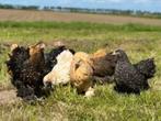 KNUFFELKIPPEN., Dieren en Toebehoren, Pluimvee, Vrouwelijk, Kip