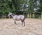 2,5 jarige merrie, Dieren en Toebehoren, Paarden, Merrie, Springpaard, 0 tot 2 jaar, 160 tot 165 cm