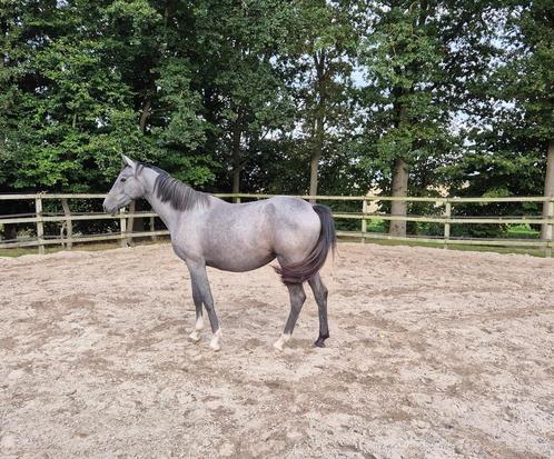 2,5 jarige merrie, Dieren en Toebehoren, Paarden, Merrie, Onbeleerd, 160 tot 165 cm, 0 tot 2 jaar, Springpaard