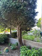 Boom, Tuin en Terras, Planten | Bomen, Ophalen, Overige soorten