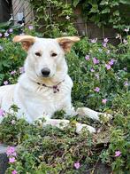 Ter adoptie teddy., Particulier, Rabiës (hondsdolheid), Teef, Groot