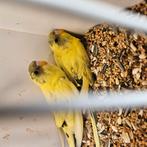 2 blackwing bonte grasparkieten (tam), Dieren en Toebehoren, Meerdere dieren, Parkiet, Tam