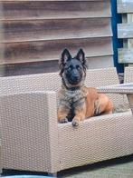 Mechelse Herder teef, Teef, Eén hond, 3 tot 5 jaar, Nederland