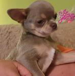 Prachtige chocolade en lilac and tan reutjes, Dieren en Toebehoren, Honden | Chihuahua's en Gezelschapshonden, CDV (hondenziekte)