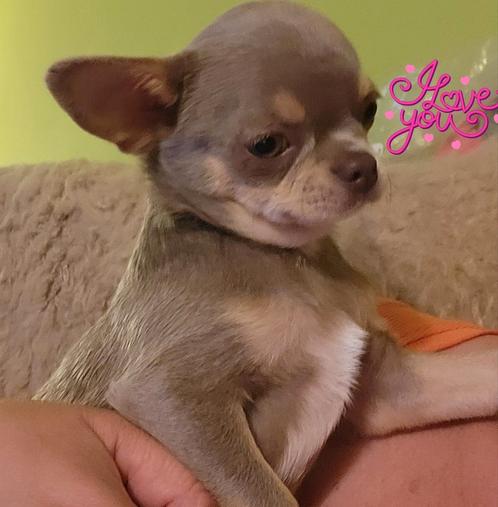Prachtige chocolade en lilac and tan reutjes, Dieren en Toebehoren, Honden | Chihuahua's en Gezelschapshonden, Reu, Chihuahua