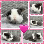 Ontzettend lieve & tamme jonge Hangoordwerg konijntjes, Dieren en Toebehoren, Konijnen, Meerdere dieren, Dwerg, Hangoor, 0 tot 2 jaar