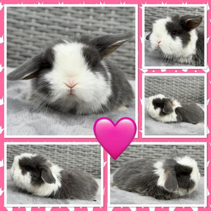 Ontzettend lieve & tamme jonge Hangoordwerg konijntjes, Dieren en Toebehoren, Konijnen, Dwerg, Meerdere dieren, 0 tot 2 jaar, Hangoor