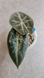 Alocasia Pink Dragon, Ophalen of Verzenden, Halfschaduw, Minder dan 100 cm