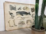 Oude schoolplaten biologie vintage plaat, Ophalen, Natuur en Biologie