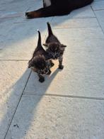 Kittens, Dieren en Toebehoren