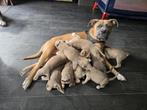 Bully reutjes te koop 900€, Dieren en Toebehoren, Nederland, Rabiës (hondsdolheid), Reu, 8 tot 15 weken