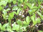 Waterdrieblad, Tuin en Terras, Ophalen, Volle zon, Vaste plant, Vijverplanten