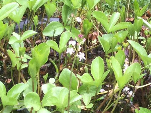 Waterdrieblad, Tuin en Terras, Planten | Tuinplanten, Vaste plant, Vijverplanten, Volle zon, Lente, Ophalen